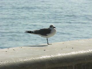seagull on the beach