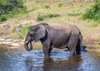 Naklejka na ściany i meble Elephants bathing and playing in the water of the chobe river in Botswana