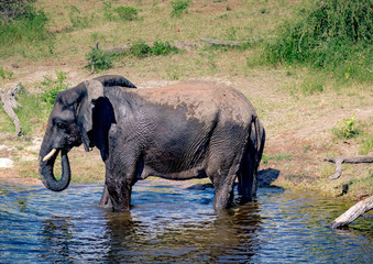 Elephants bathing and playing in the water of the chobe river in Botswana