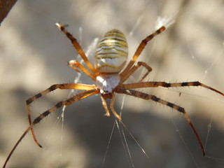 spider