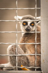 Lemur in a cage. Copy space for text
