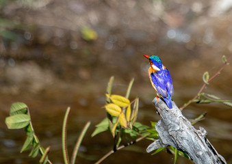 Malachite Kingfisher sitting on a dead tree near the Chobe river in Botswana