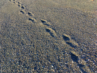 Footsteps on the beach