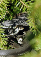 grass snake