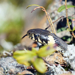 grass snake