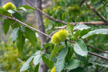  Chestnuts on the tree.