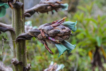Green flower of South America
