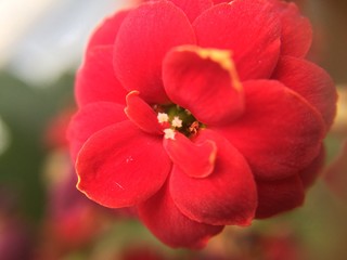 Beautiful red flowers, kalanhoe, macro photography. Home flowers. Macro