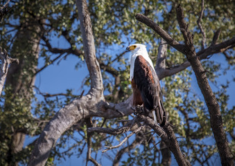 African Fish Eagle sitting on a tree  near the Chobe river in Botswana