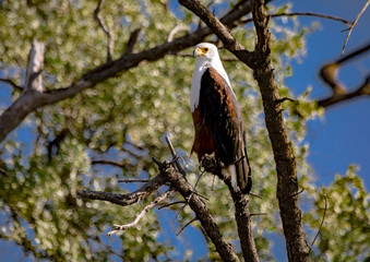 Fototapeta premium African Fish Eagle sitting on a tree near the Chobe river in Botswana