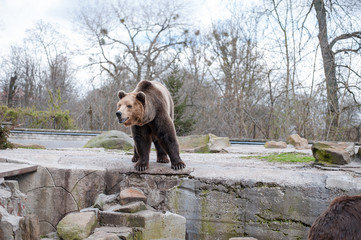 The brown bear is in his aviary of a large zoo