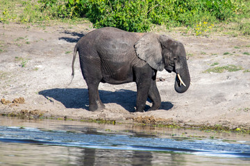 African elephant near the Chobe river in Botswana