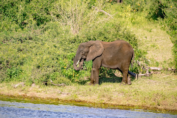 Fototapeta premium African elephant near the Chobe river in Botswana