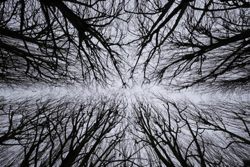 Silhouette d'arbre l'hiver