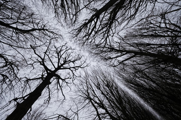 Silhouette d'arbre l'hiver