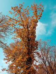 forest trees and colorful yellow and red autumn leaves at daylight sky with sun flare rays flying through forest on nature background