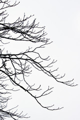tree branches against the blue sky. birch branch without leaves in winter.