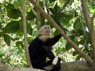 Capuchin monkey eats a banana - Costa Rica