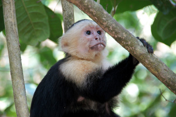 capuchin monkey in the tree - what happened there - Costa Rica