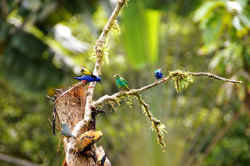 colorful birds eat bananas - Costa Rica