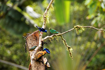 colorful birds eat bananas - Costa Rica