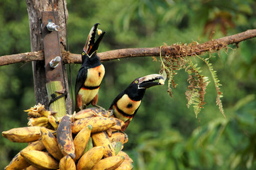eating two Collared Aracari - Costa Rica