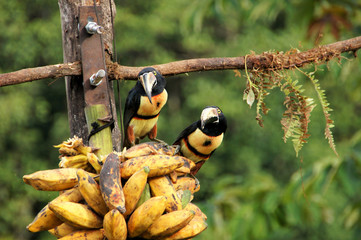 eating two Collared Aracari - Costa Rica