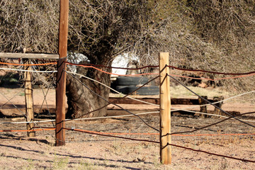 fence in the wilderness - Namibia Africa