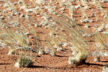 Steppe grass in Namibia Africa