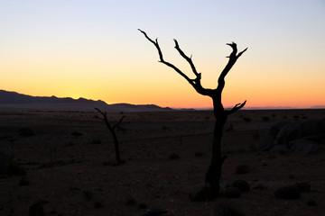 Steppe with trees in mountains at sunset - Namibia Africa