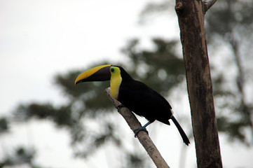 Swainson toucan - Costa Rica