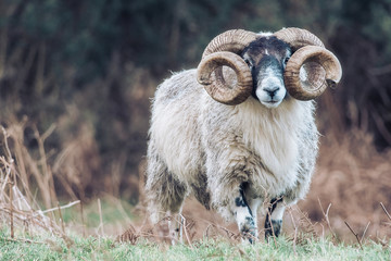 Ram