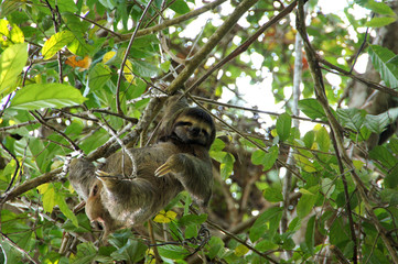 three-toed sloth in the tree - Costa Rica