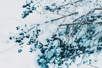 Beeries in the Snow1