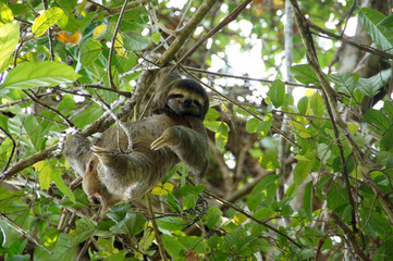 three-toed sloth in the tree - Costa Rica