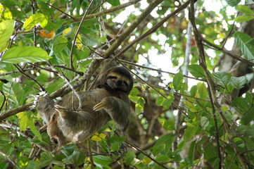 three-toed sloth in the tree - Costa Rica © Christian