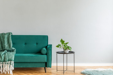 Minimalistic and luxury grey home interior with green velvet design sofa, black coffe table with plant and elegant blanket. Copy space for inscription, mock up poster. Brown wooden parquet.