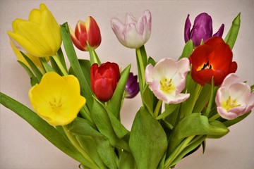 bouquet of colorful tulips on pink wallpaper background