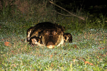 wild caiman in the night - Costa Rica