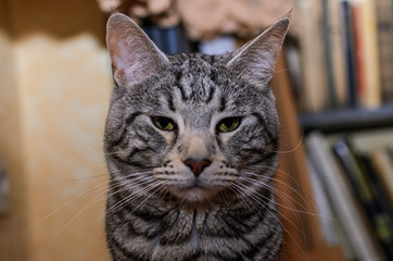 Adorable gray striped cat at home