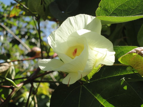 Fleur de cotonnier