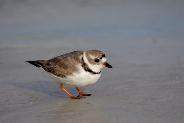 Semipalmated Plover, Charadrius semipalmatus, on the mud flats of Fort De Soto State Park, Florida.