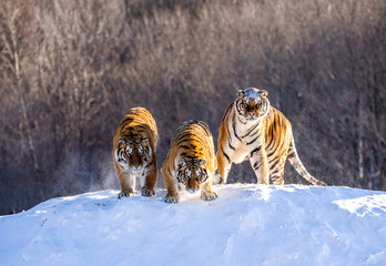 Several siberian tigers on a snowy hill against the background of winter trees. China. Harbin....