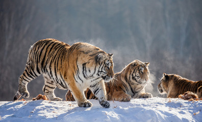Fototapeta na wymiar Several siberian tigers on a snowy hill against the background of winter trees. China. Harbin. Mudanjiang province. Hengdaohezi park. Siberian Tiger Park. Winter. Hard frost. (Panthera tgris altaica)