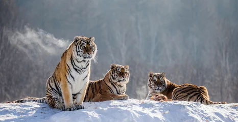 Voilages Tigre Plusieurs tigres de Sibérie sur une colline enneigée sur fond d& 39 arbres d& 39 hiver. Chine. Harbin. province de Mudanjiang. Parc Hengdaohezi. Parc des tigres de Sibérie. L& 39 hiver. Gel dur. (Panthera tgris altaica)