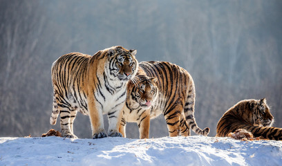 Several siberian tigers on a snowy hill against the background of winter trees. China. Harbin. Mudanjiang province. Hengdaohezi park. Siberian Tiger Park. Winter. Hard frost. (Panthera tgris altaica)