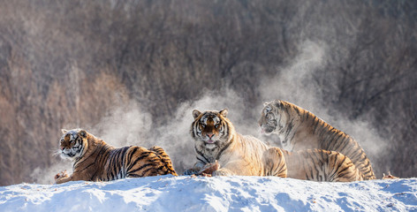 Several siberian tigers on a snowy hill against the background of winter trees. China. Harbin. Mudanjiang province. Hengdaohezi park. Siberian Tiger Park. Winter. Hard frost. (Panthera tgris altaica)