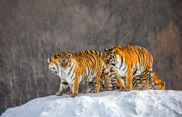 Several siberian tigers on a snowy hill against the background of winter trees. China. Harbin. Mudanjiang province. Hengdaohezi park. Siberian Tiger Park. Winter. Hard frost. (Panthera tgris altaica)