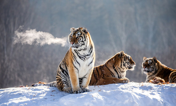 Fototapeta Several siberian tigers on a snowy hill against the background of winter trees. China. Harbin. Mudanjiang province. Hengdaohezi park. Siberian Tiger Park. Winter. Hard frost. (Panthera tgris altaica)