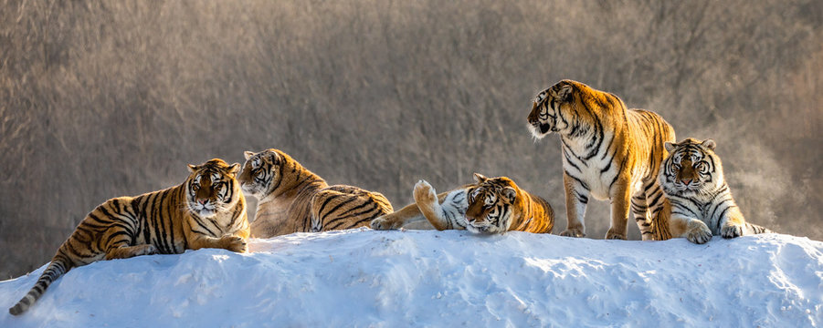 Several siberian tigers on a snowy hill against the background of winter trees. China. Harbin. Mudanjiang province. Hengdaohezi park. Siberian Tiger Park. Winter. Hard frost. (Panthera tgris altaica)